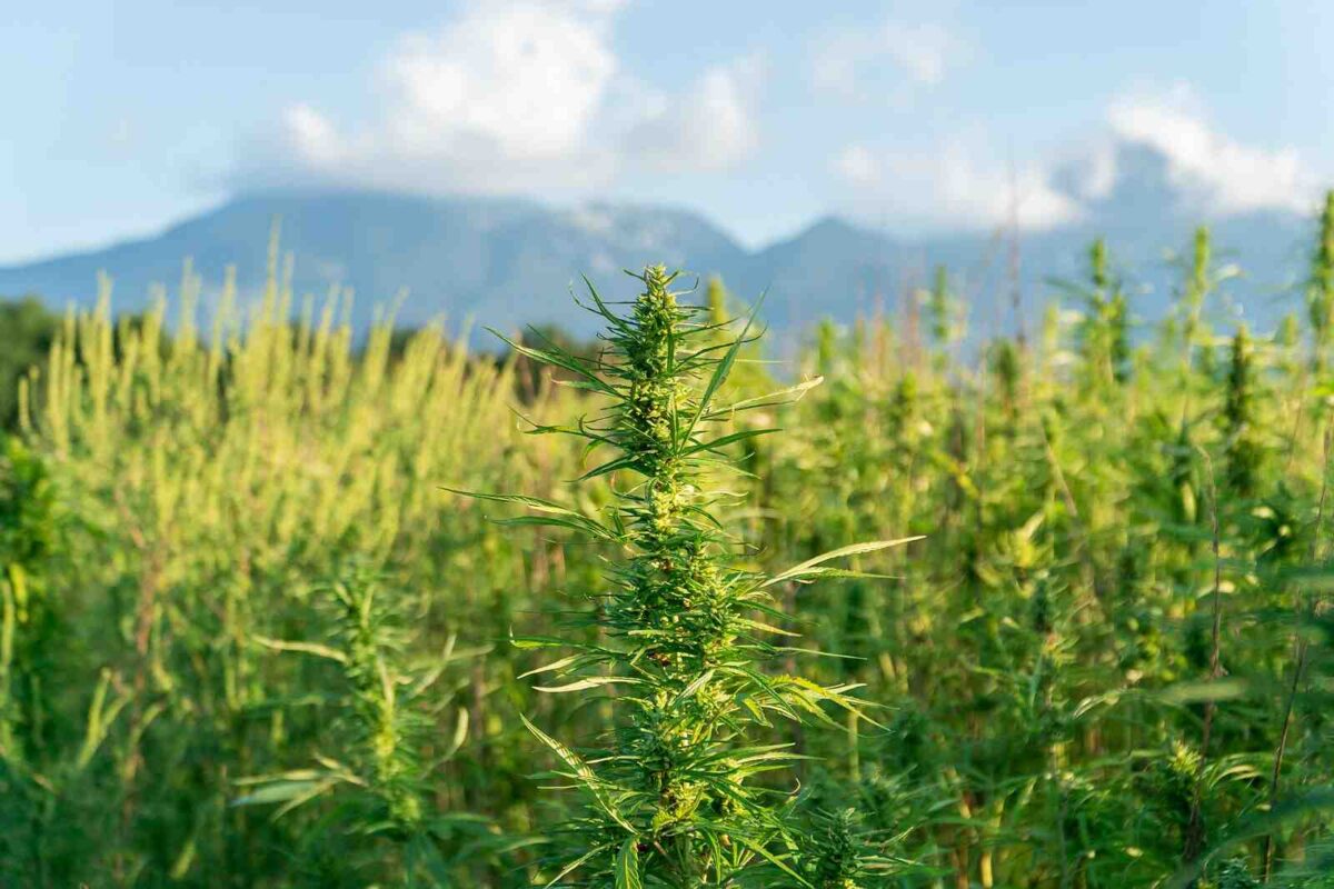 Can cbd be grown in all regions?