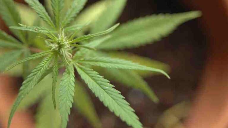Peut-on faire pousser du cbd en france  ?